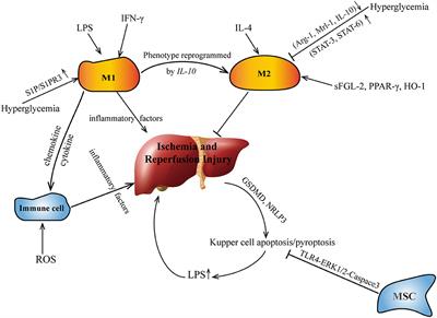 Effect of Hepatic Macrophage Polarization and Apoptosis on Liver Ischemia and Reperfusion Injury During Liver Transplantation